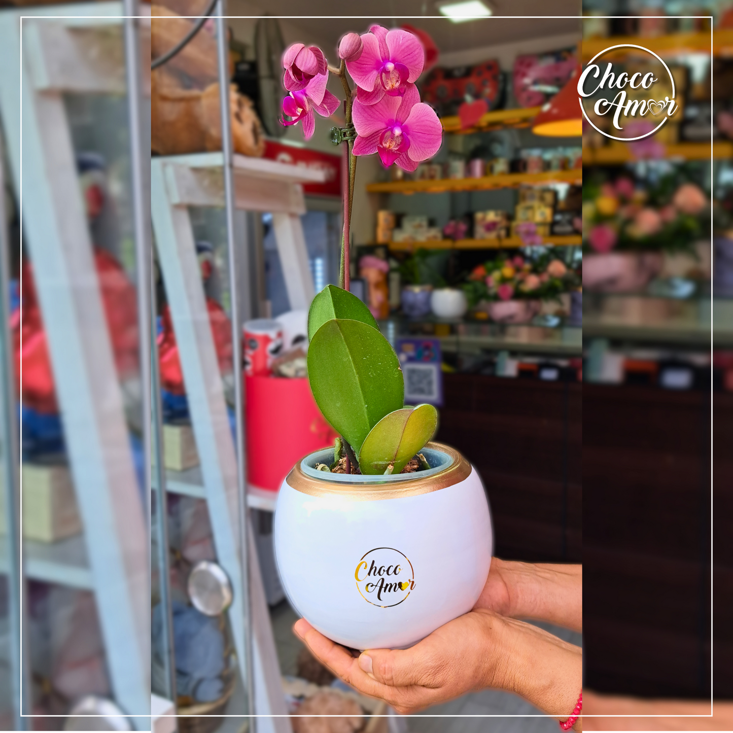 Mini Orquídeas
