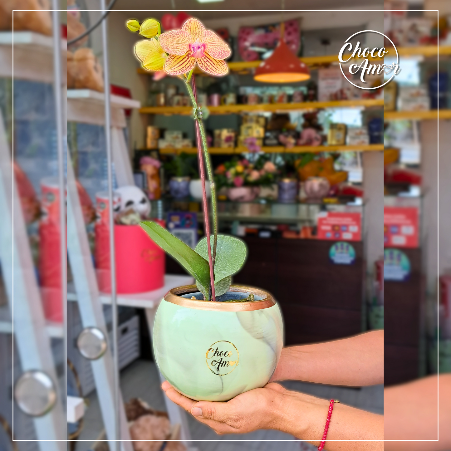 Mini Orquídeas